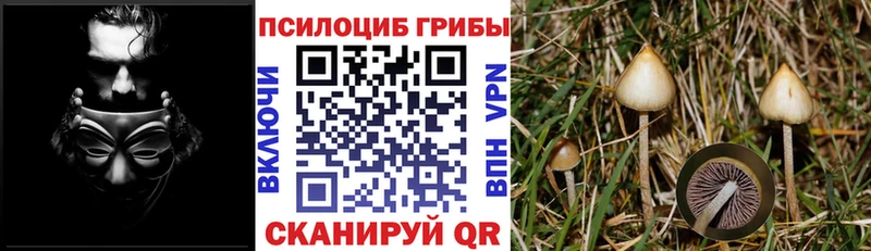 Галлюциногенные грибы Psilocybe  Сатка 